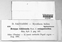 Eutypa ludibunda image
